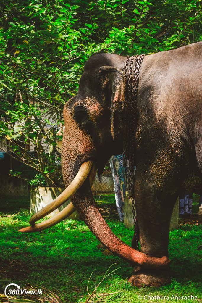 Nadungamuwa Raja Tusker  