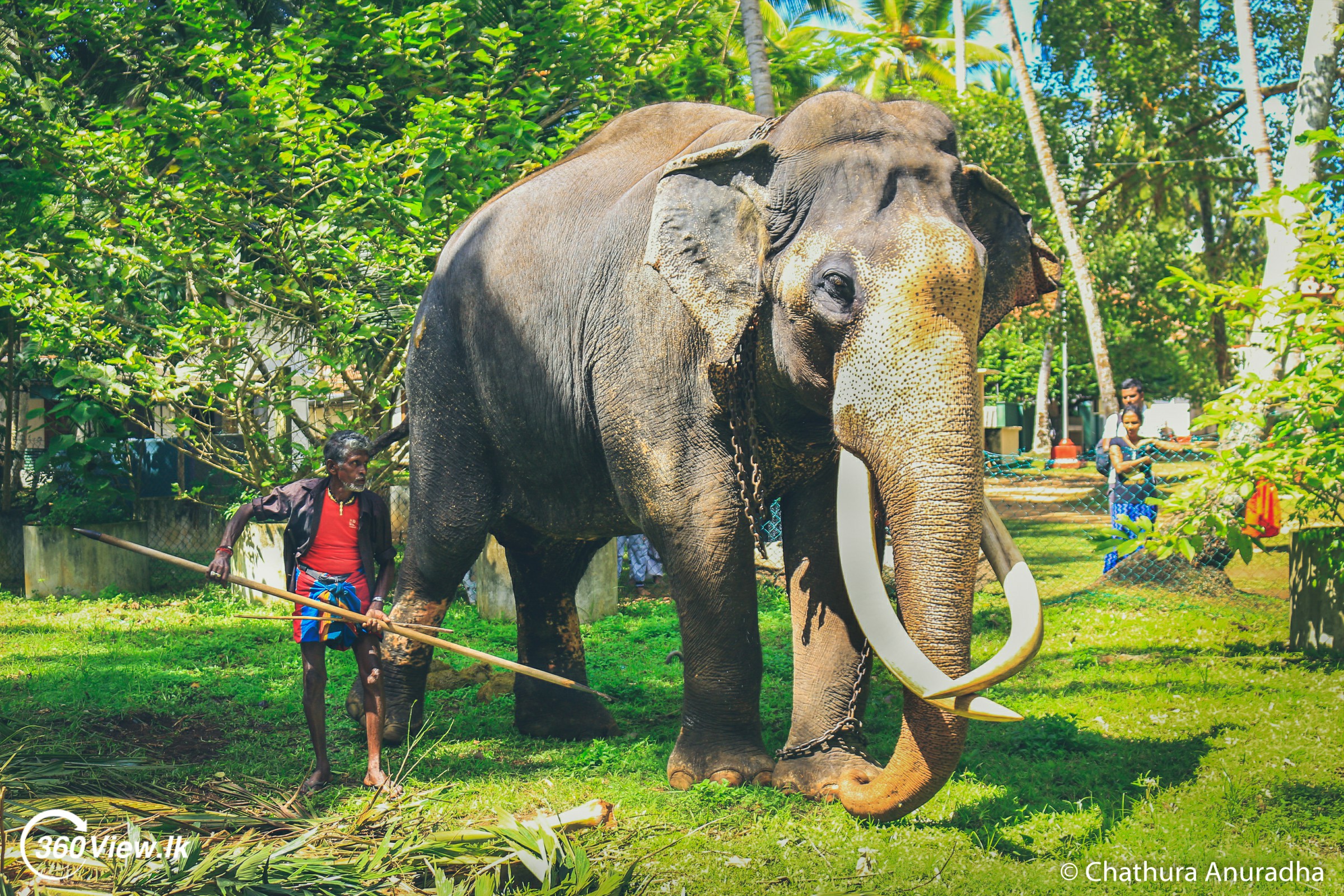 Nadungamuwa Raja Tusker