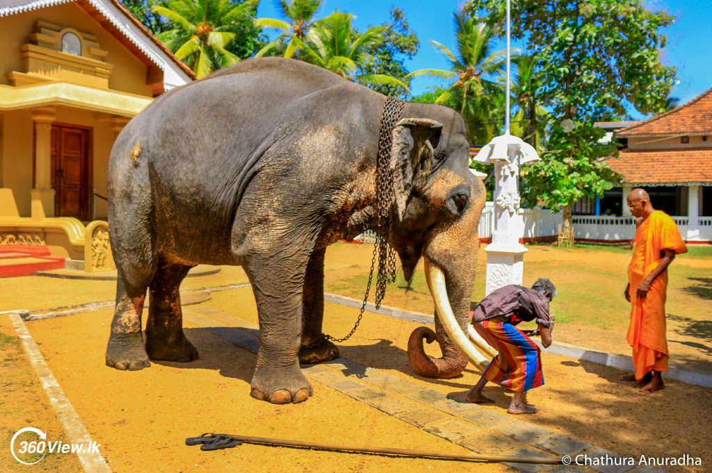 Nadungamuwe Raja Tusker Worshiping 