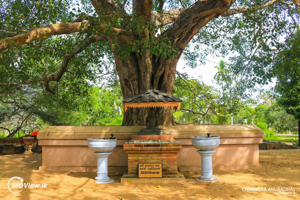 Bodhi Tree at Mirisawetiya