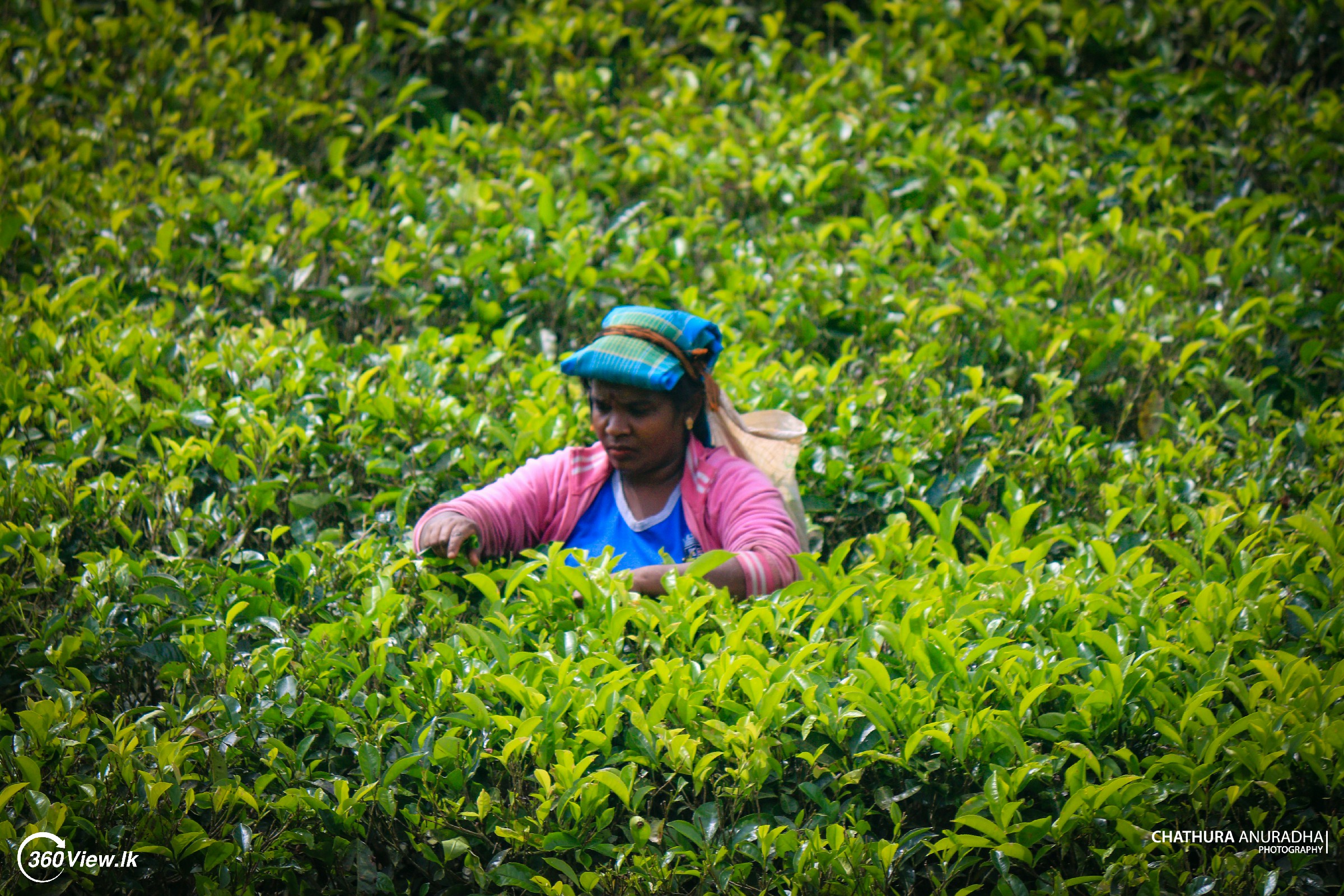 Women Plucking Tea Leaf at Sembuwatta Lake