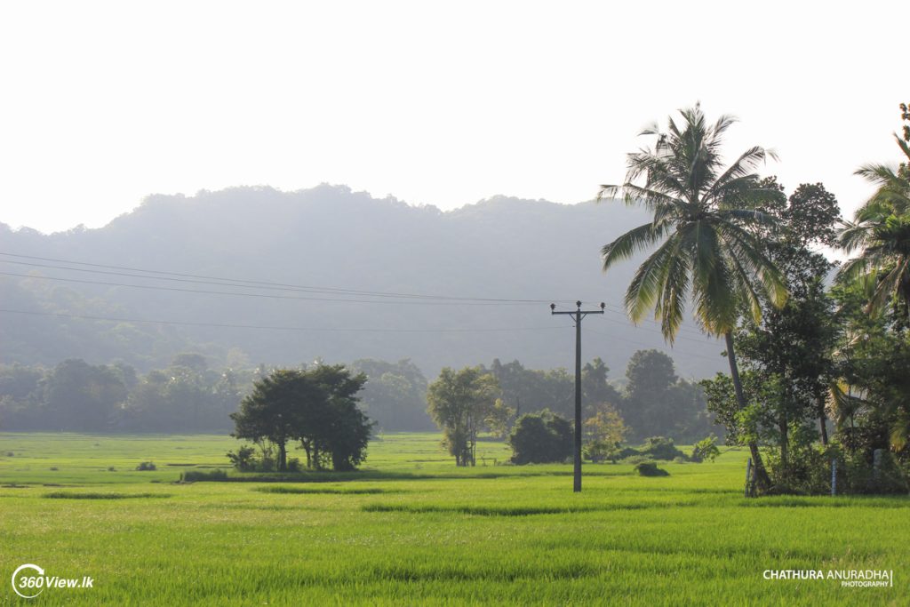Paddy Field near to Temple