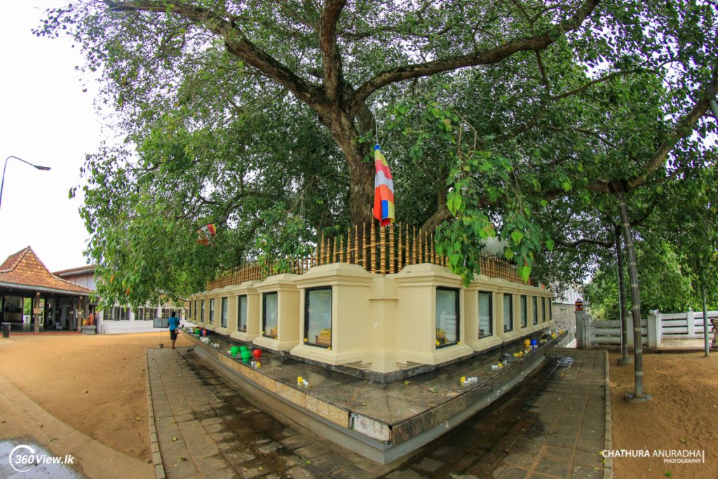Boo Tree at Kalutara Bodhiya