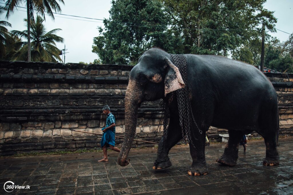 Kandy Esala Perahera 2023 Photo Album