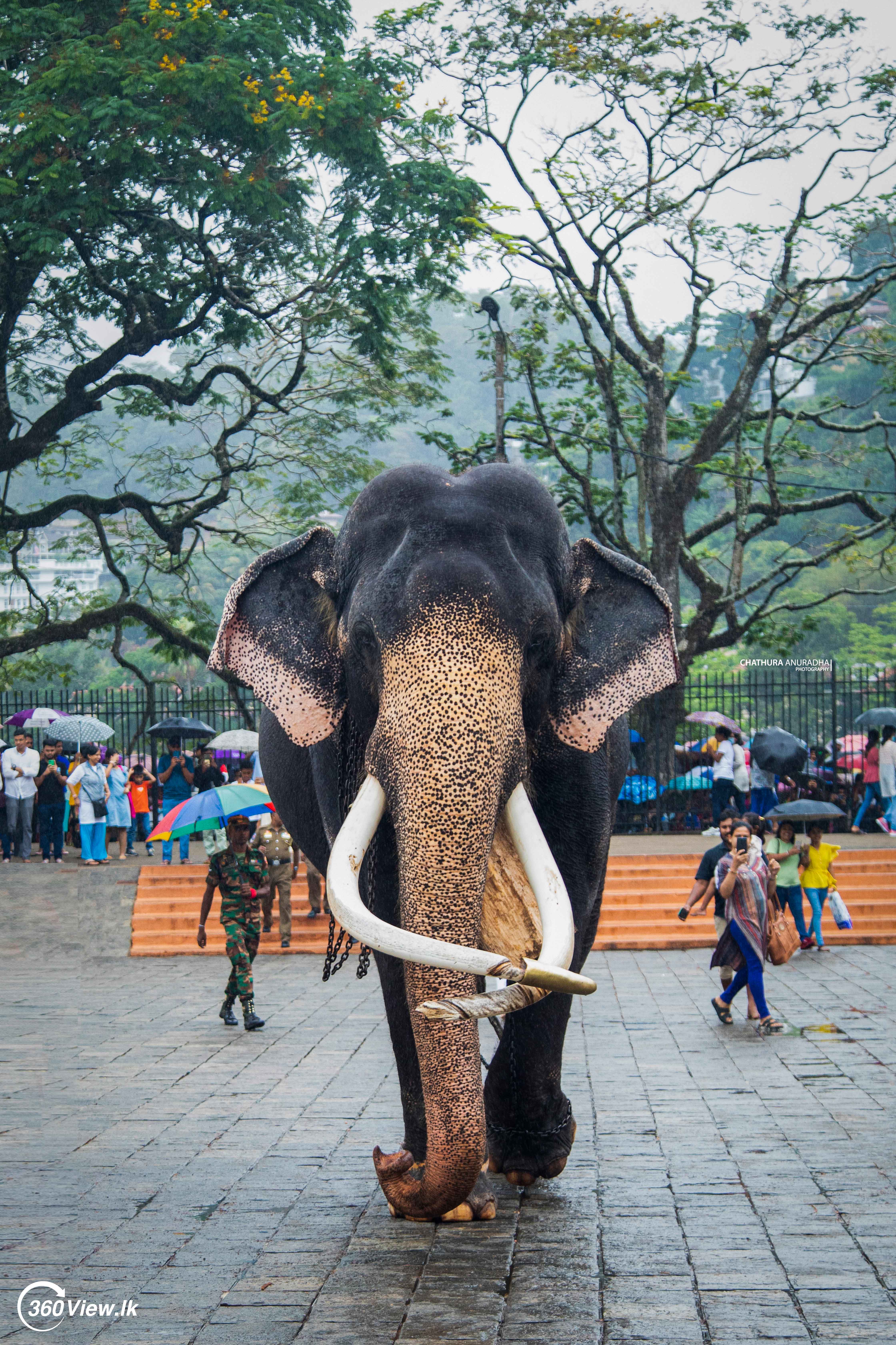 Kataragama Wasana Tusker - Kandy Esala Perahera 2023 Photo Album