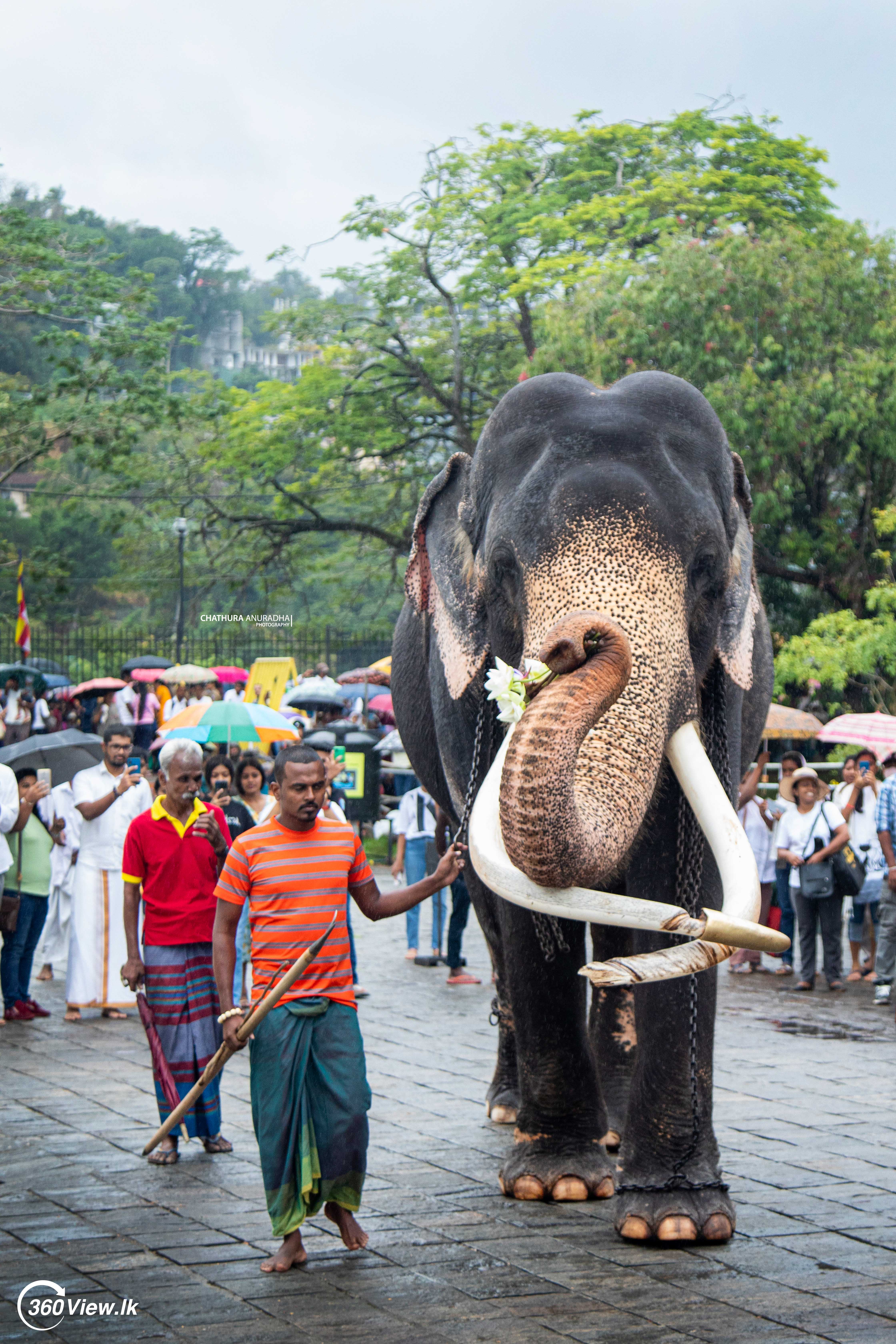 Kataragama Wasana Tusker - Kandy Esala Perahera 2023 Photo Album